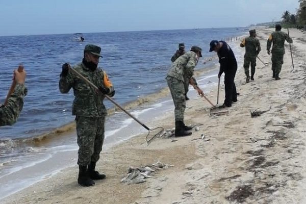 Continúan recogiendo animales muertos en la costa yucateca