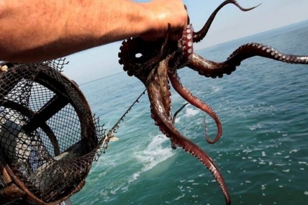 Arranca bien la temporada de pulpo en Yucatán