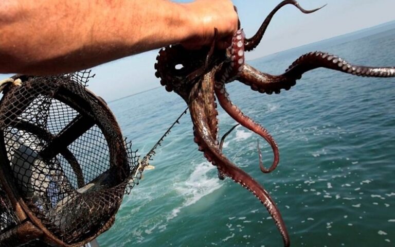 Pulpo captura 1 scaled