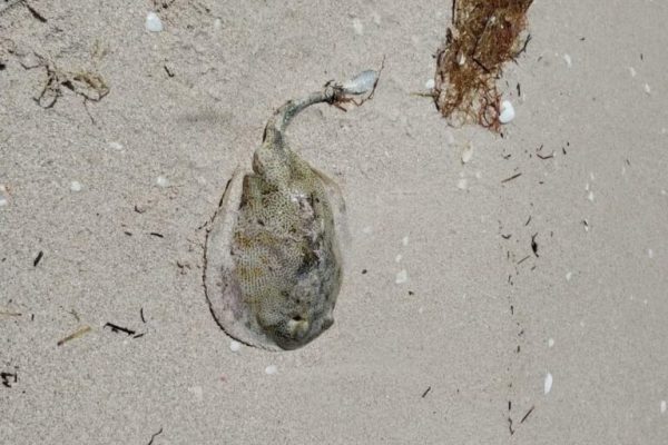 Menores son atacados por mantarrayas que huyen de la Marea Roja