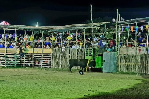 Par de caballos fueron destripados en fiesta de Tetiz