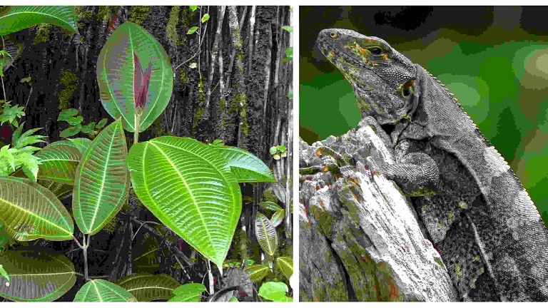Biodiversidad