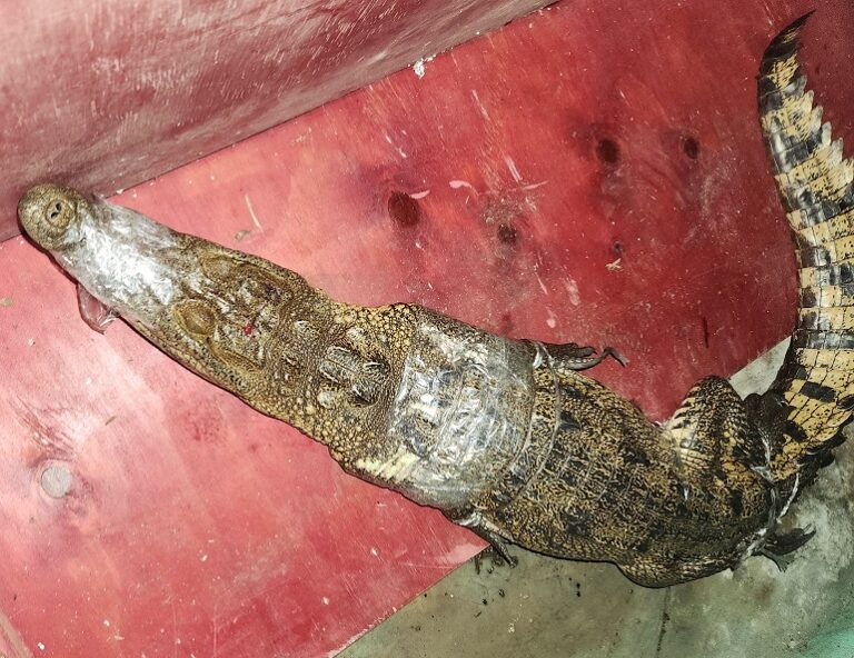 Cocodrilo kinchil scaled