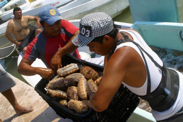 Daños por sobreexplotación del pepino de mar