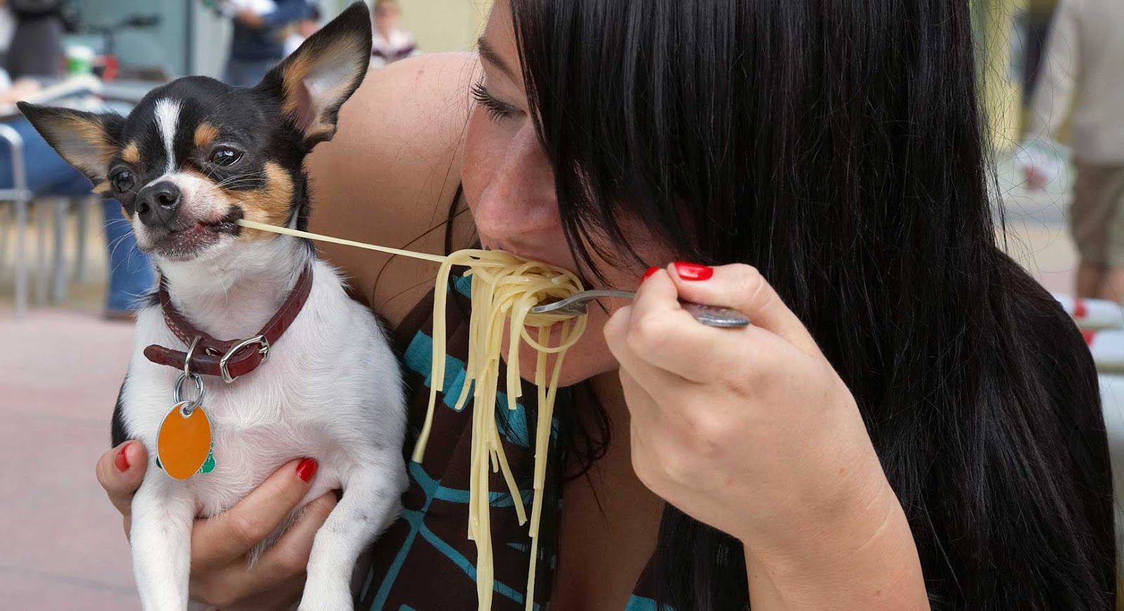 Destinos pet friendly mÉxico viaja bonito 2
