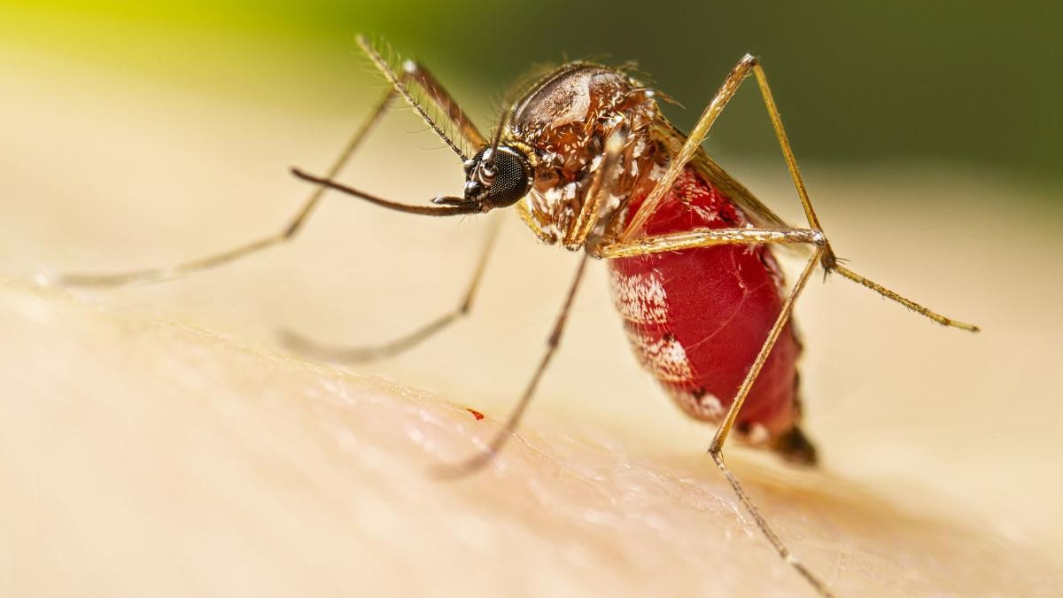 20220901113048mosquitodengue