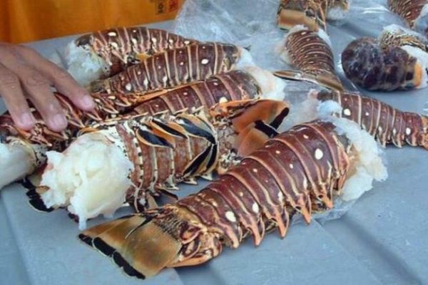 Concluyó la temporada de captura de la langosta en Yucatán
