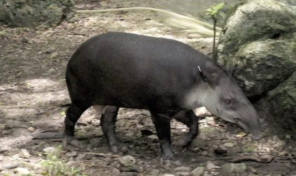Nuevos ‘inquilinos’ llegan al Parque Zoológico La Reyna de Tizimín