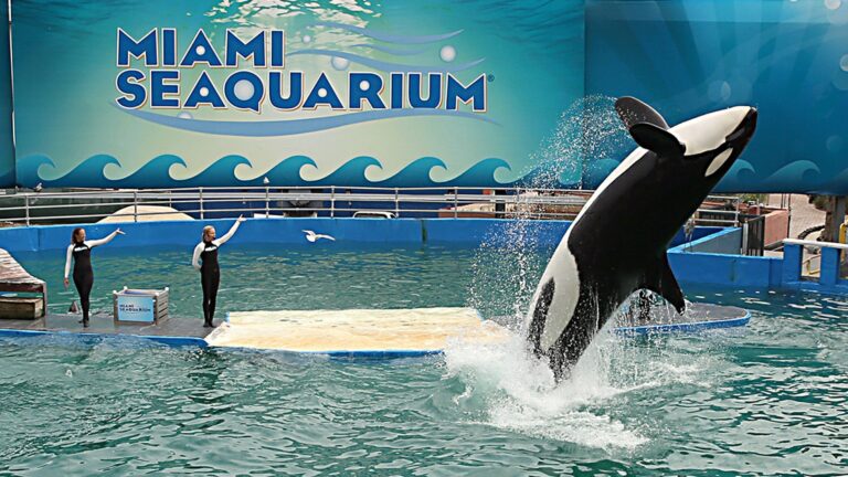 Orca lolita scaled