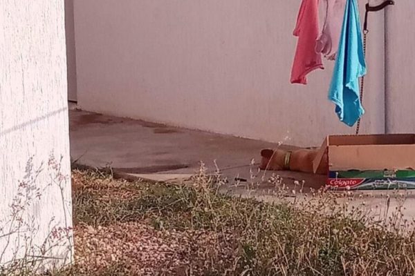 Dejan a perrito amarrado y muere de calor