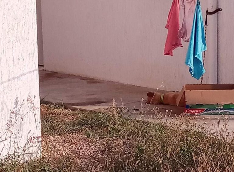 Uman perrito scaled (1)