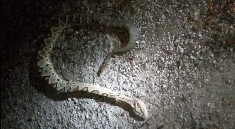 Reptiles scaled