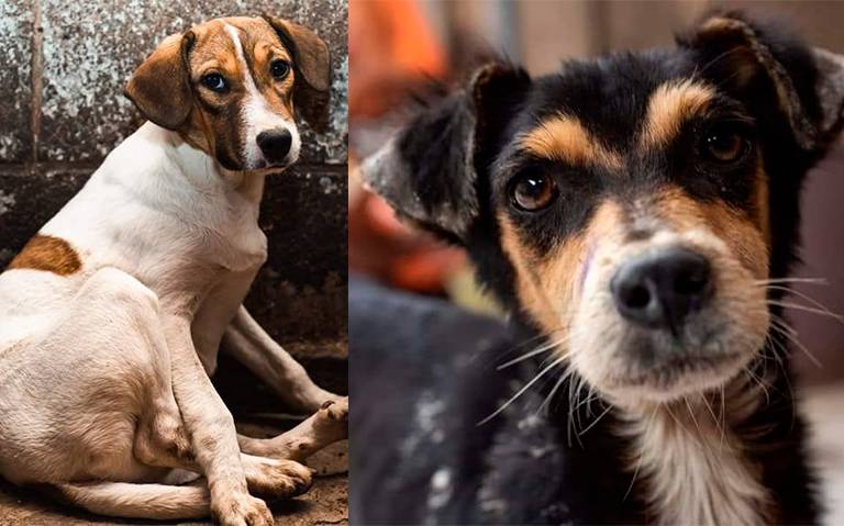Perritos