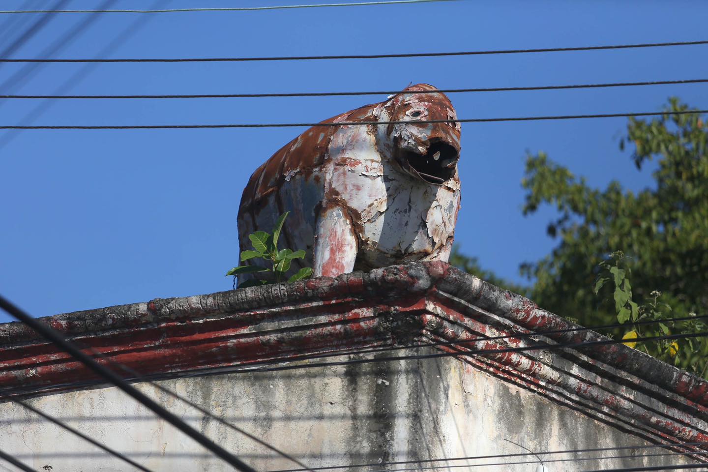 Elefante4