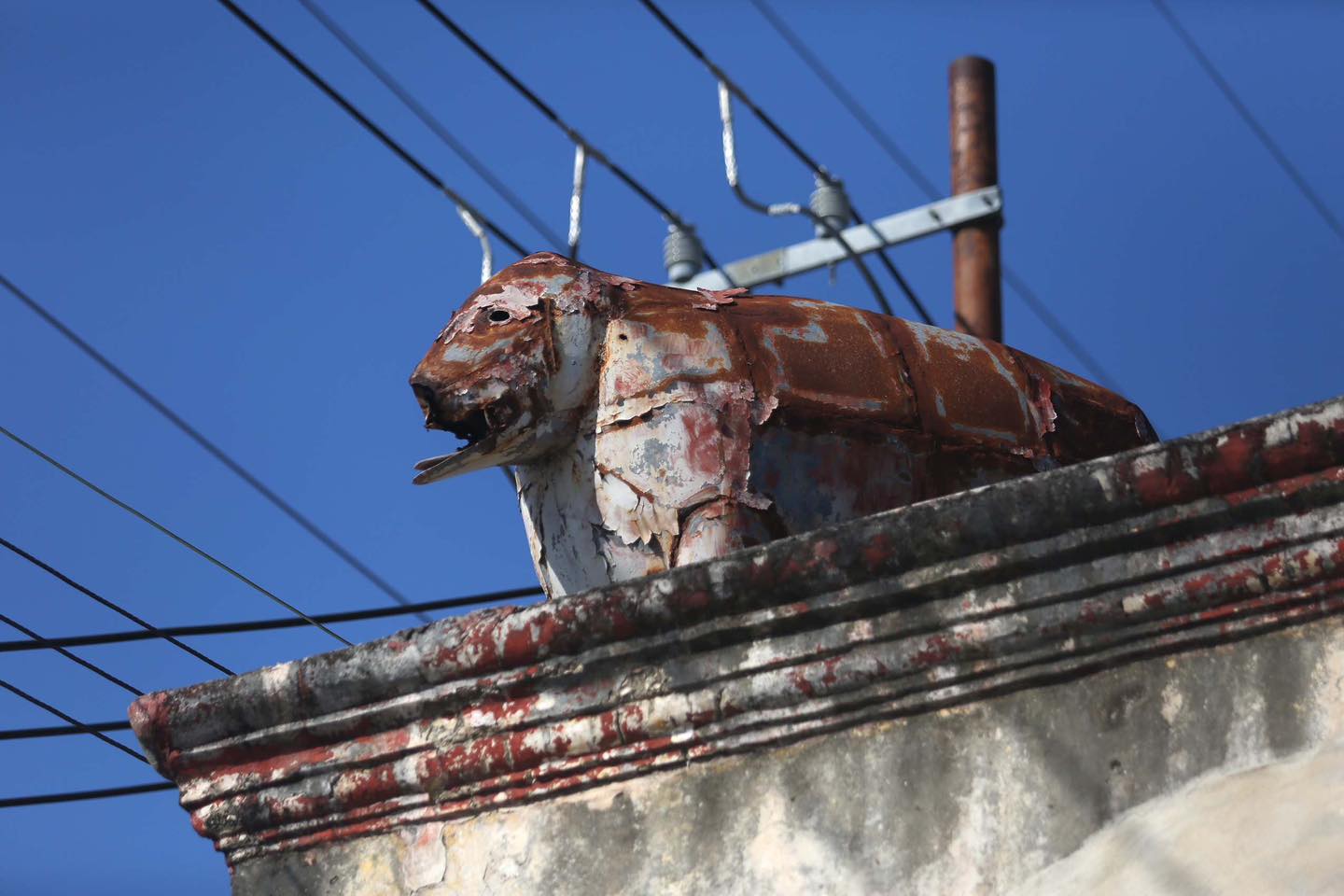 Elefante5