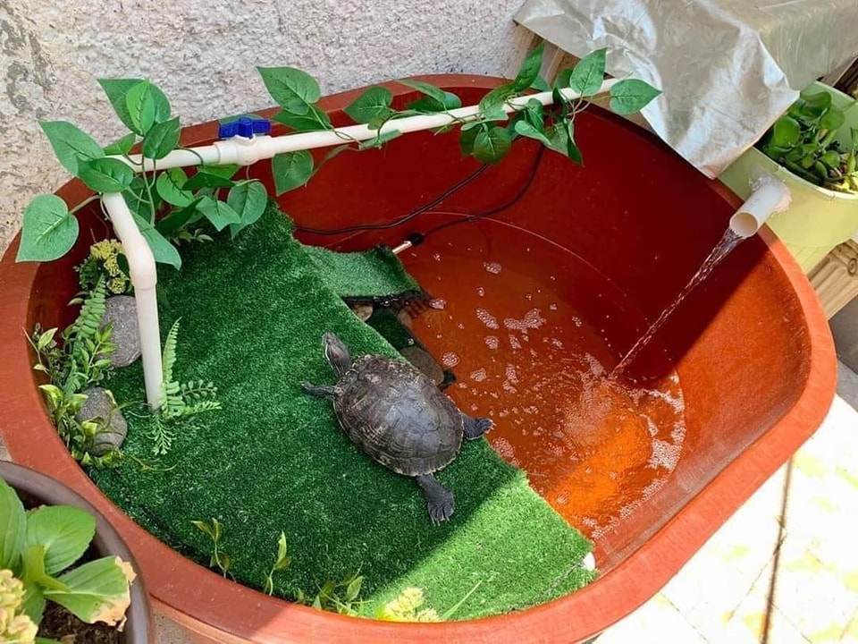 Tortu10