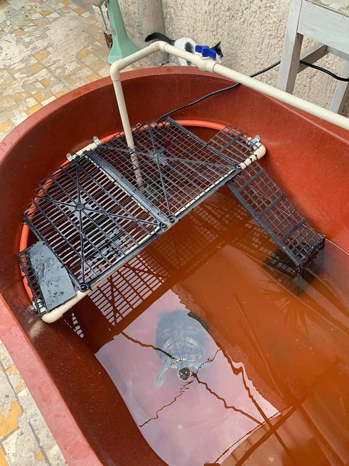 Tortu3