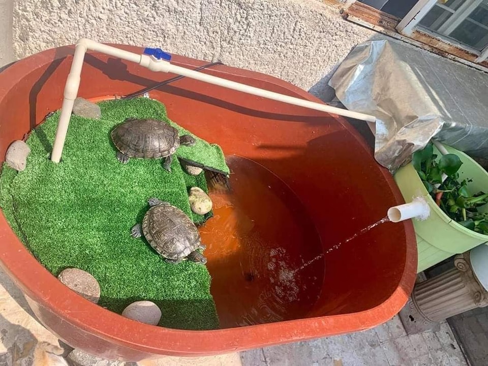 Tortu5