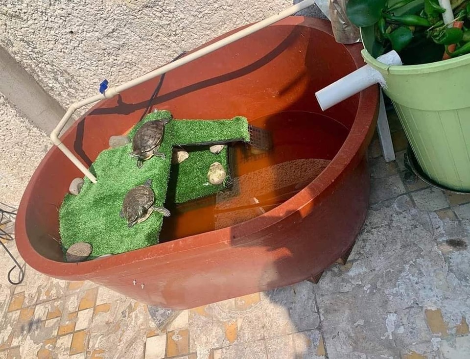 Tortu6