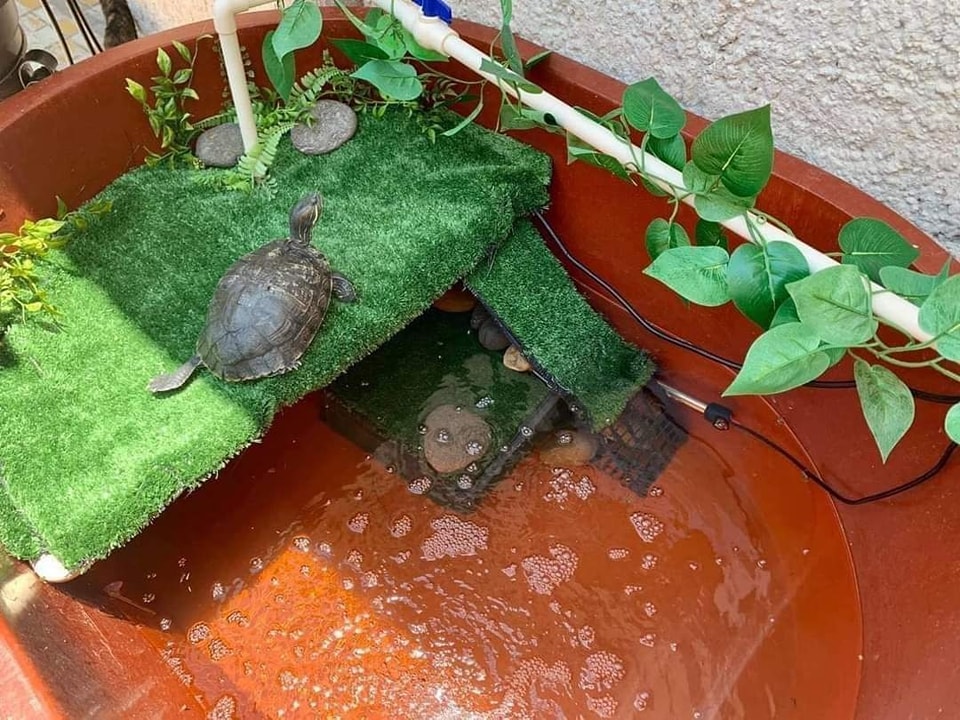 Tortu9