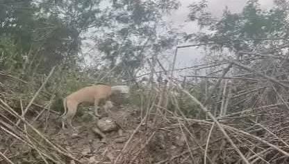 Salvan a perro de muerte segura Perro 2