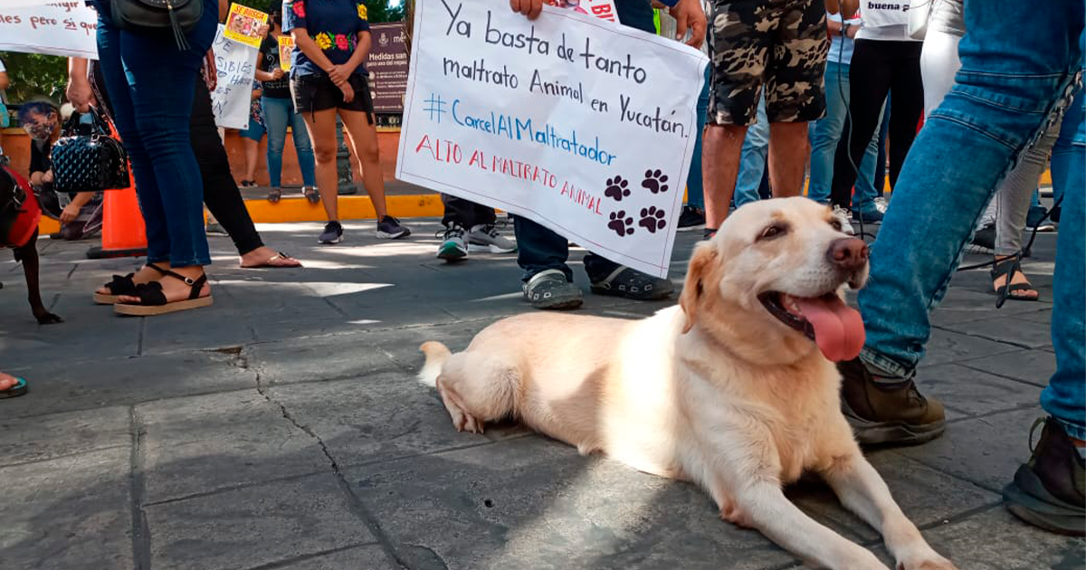 Maltrato animal: más denuncias, más conciencia Fdgdfgdfg
