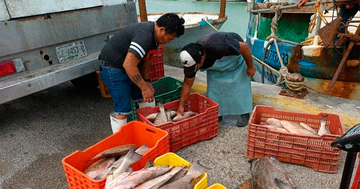 Precio del mero alcanza 250 pesos por kilo Vvdv