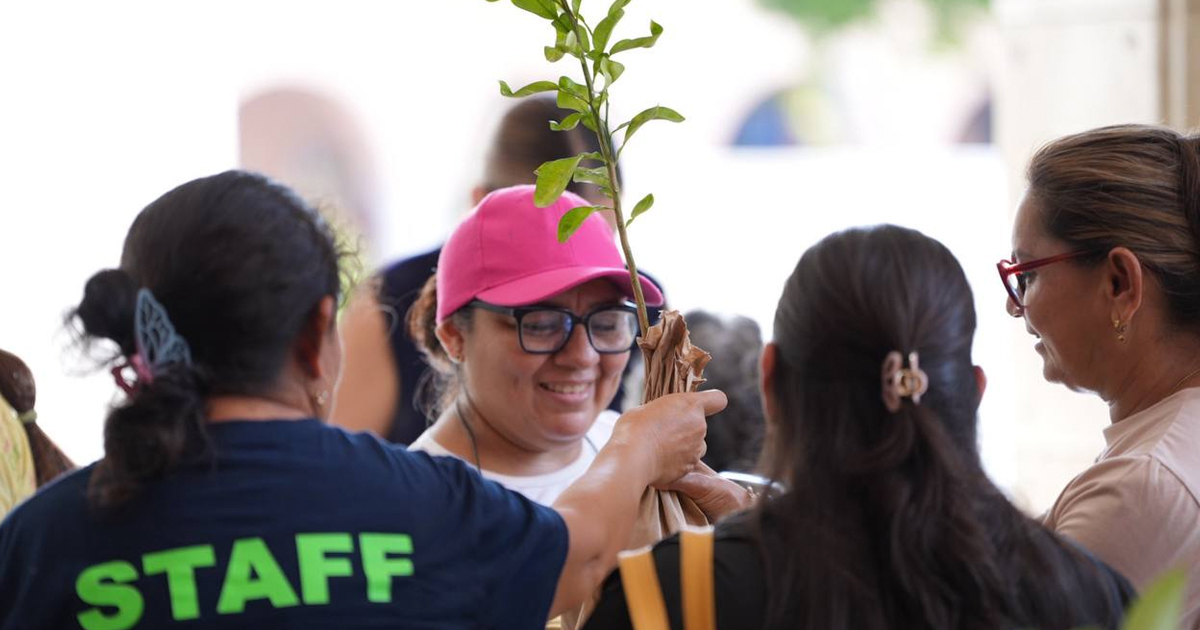 Arbol mid