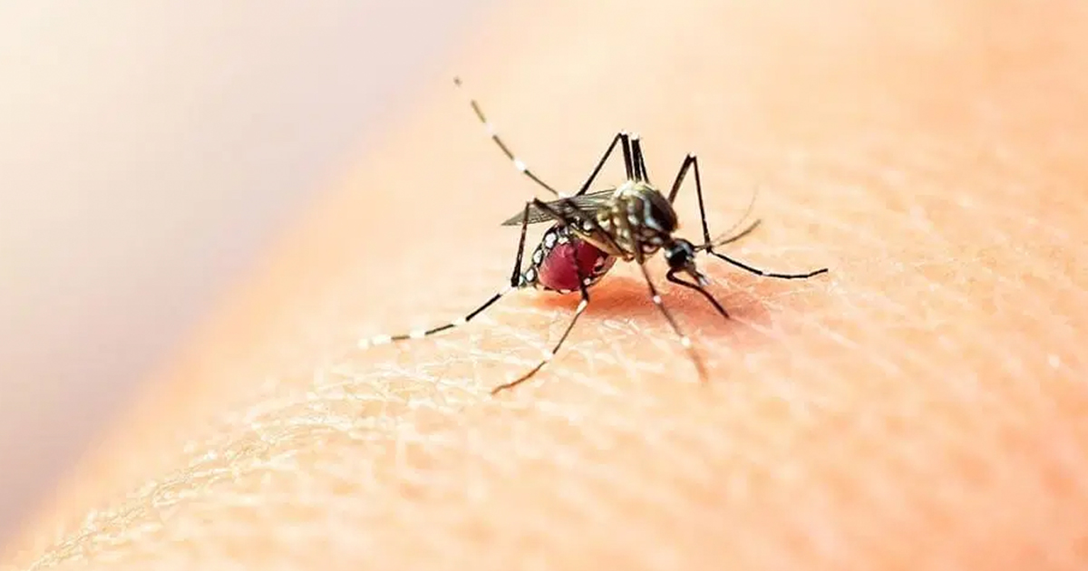 Dengue wp