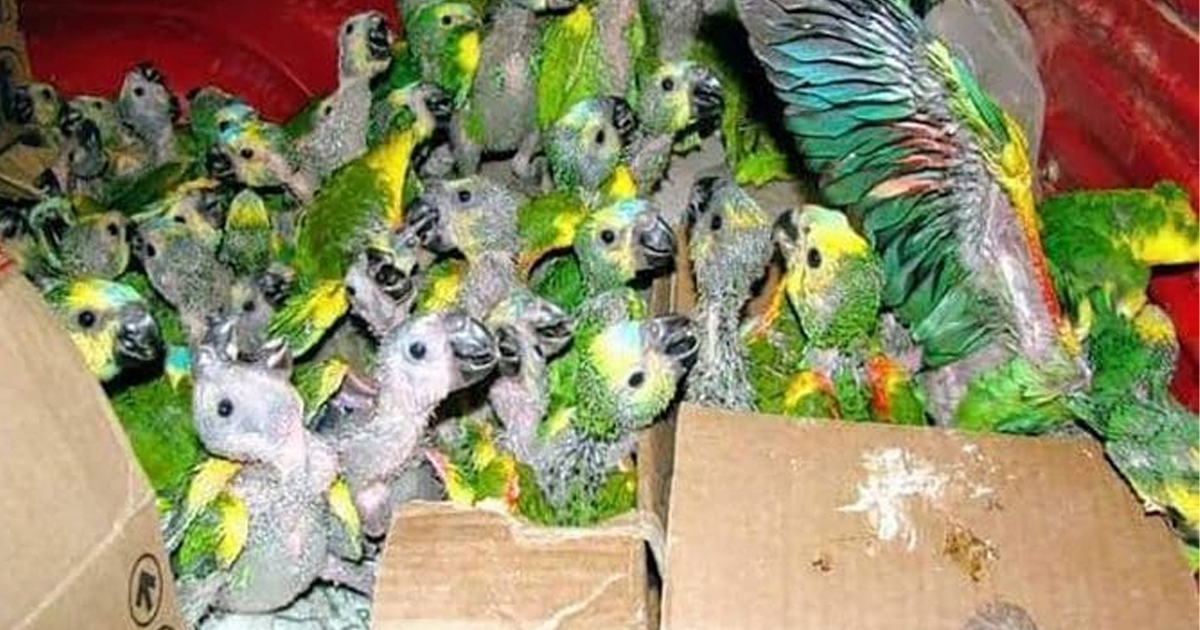 Loros prote