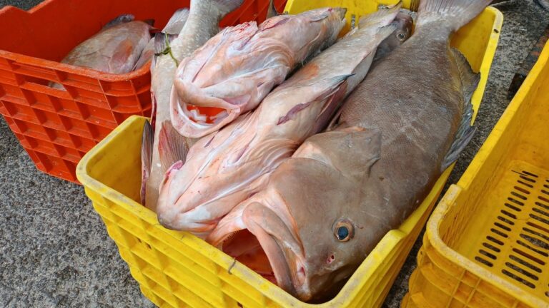 Pesca de mero, en estado crítico Mero 2