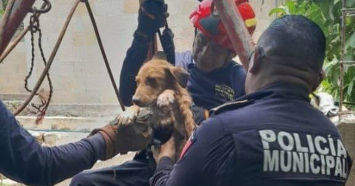 Rescatan perrita que cayó en pozo de 40 metros Dcbvgfe