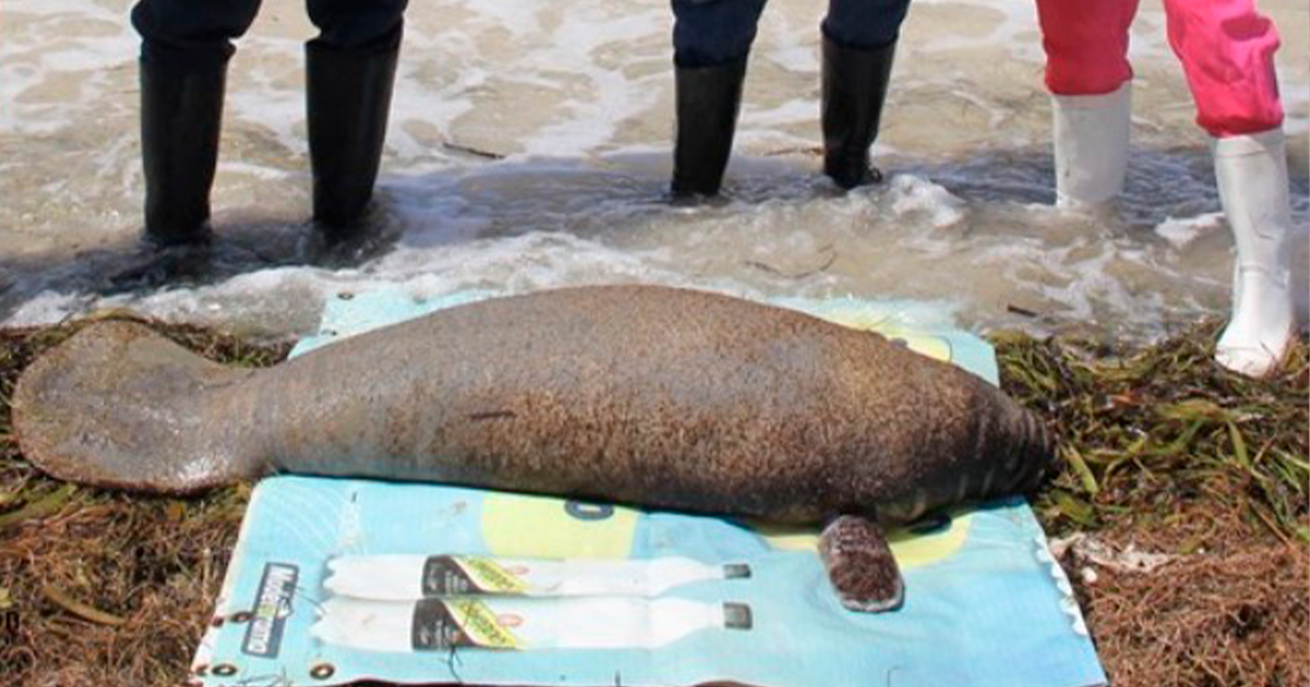 Rescatan cría de manatí varada en Telchac Wqdwfefewf