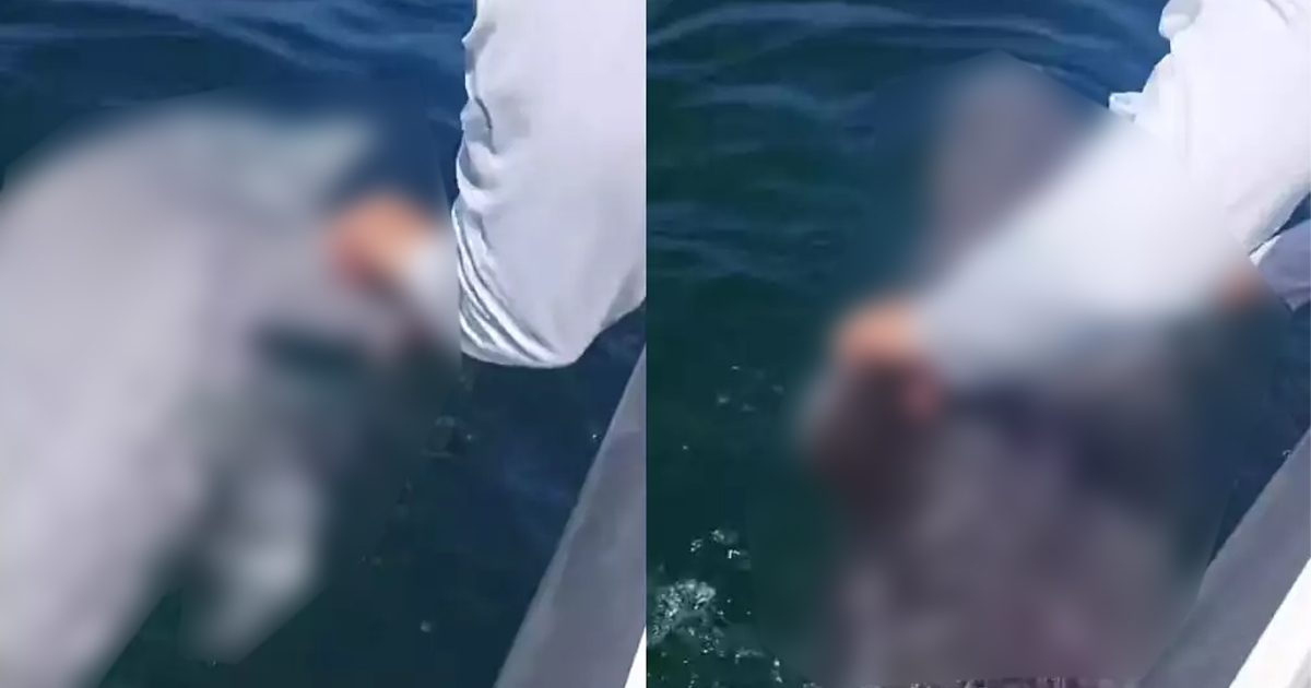 Delfin prgro