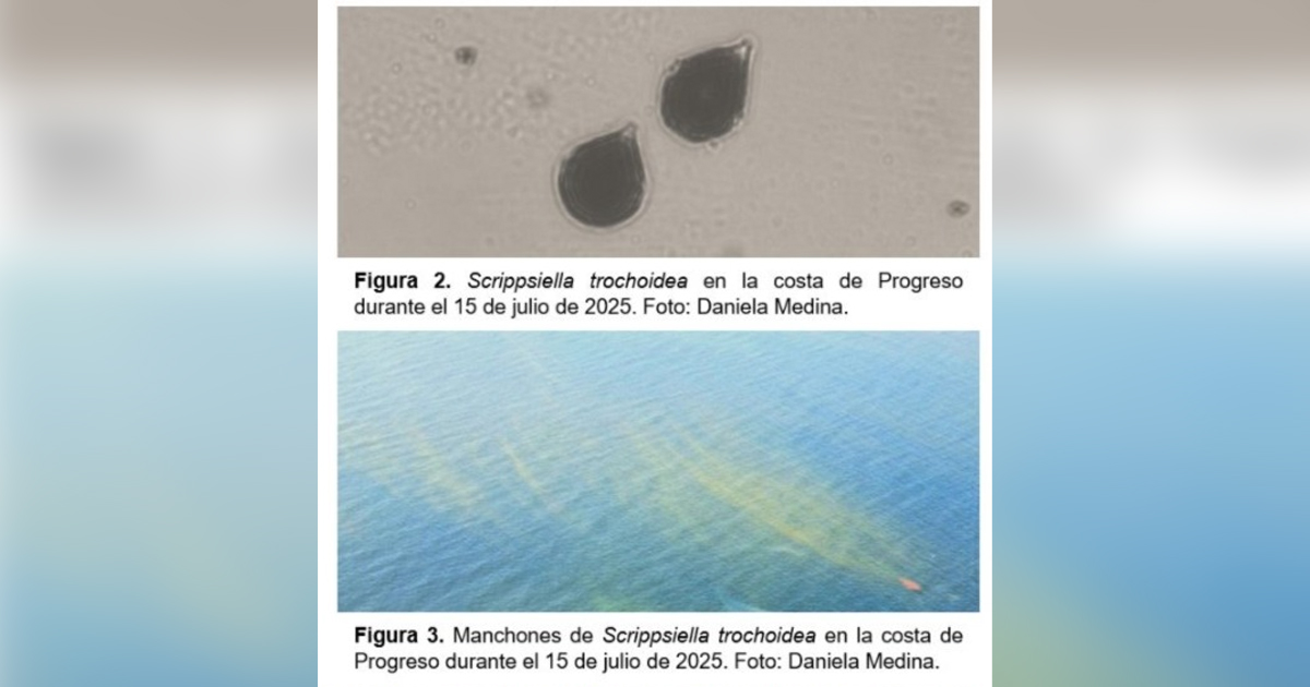 Marea roja progro