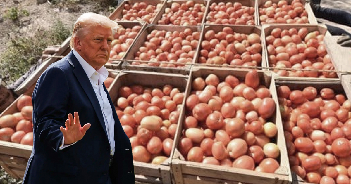 Tomate wp