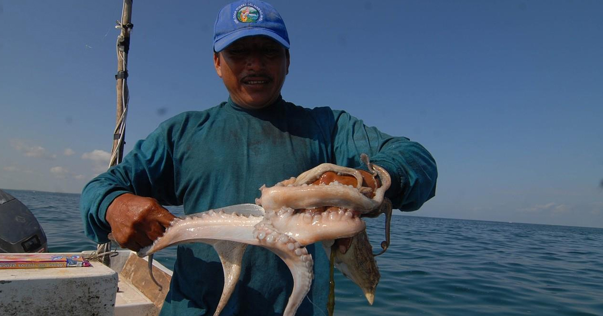 Pulpo yuc