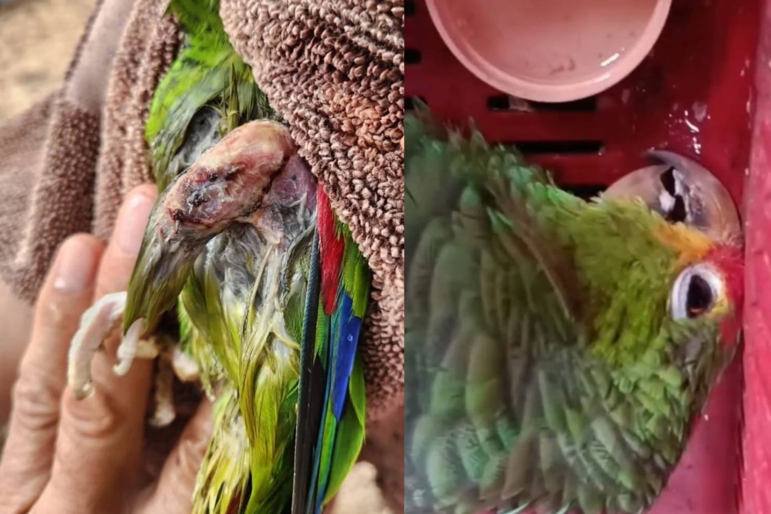 LORO