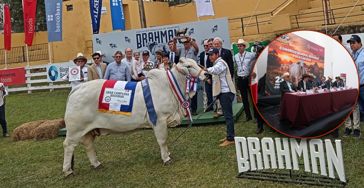 Brahman Yuc