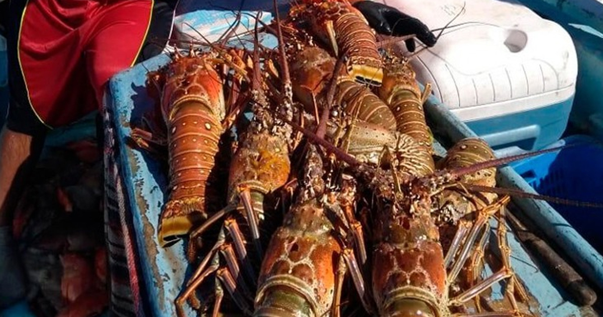 LAngosta