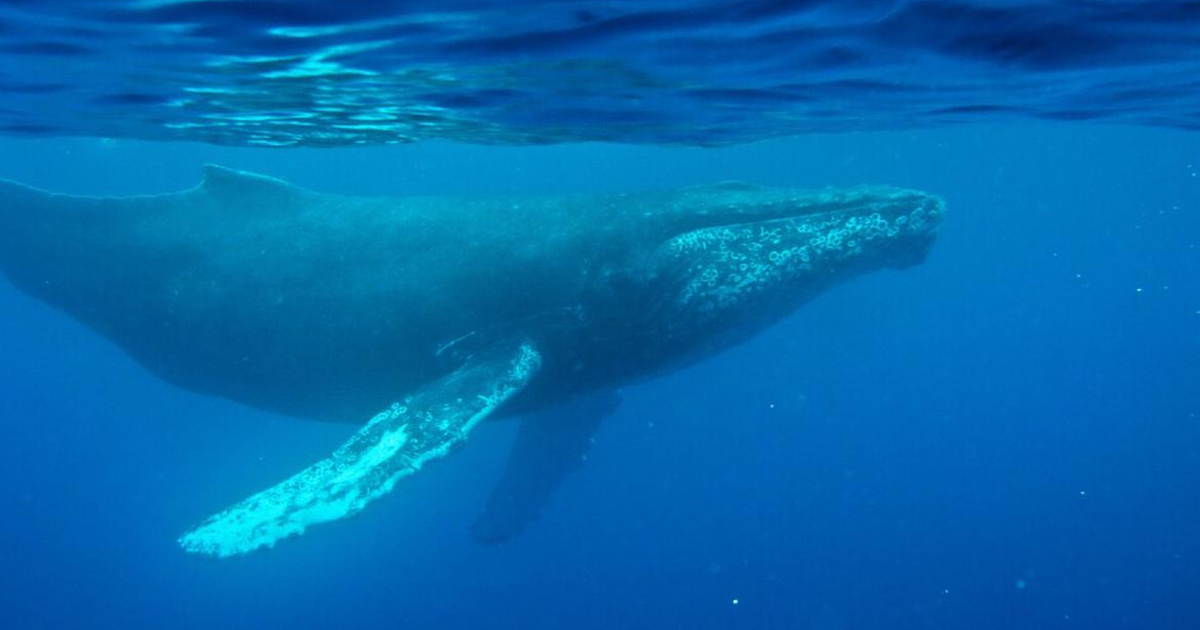 Canto ballena