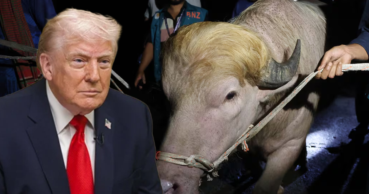 Bufalo trump WP