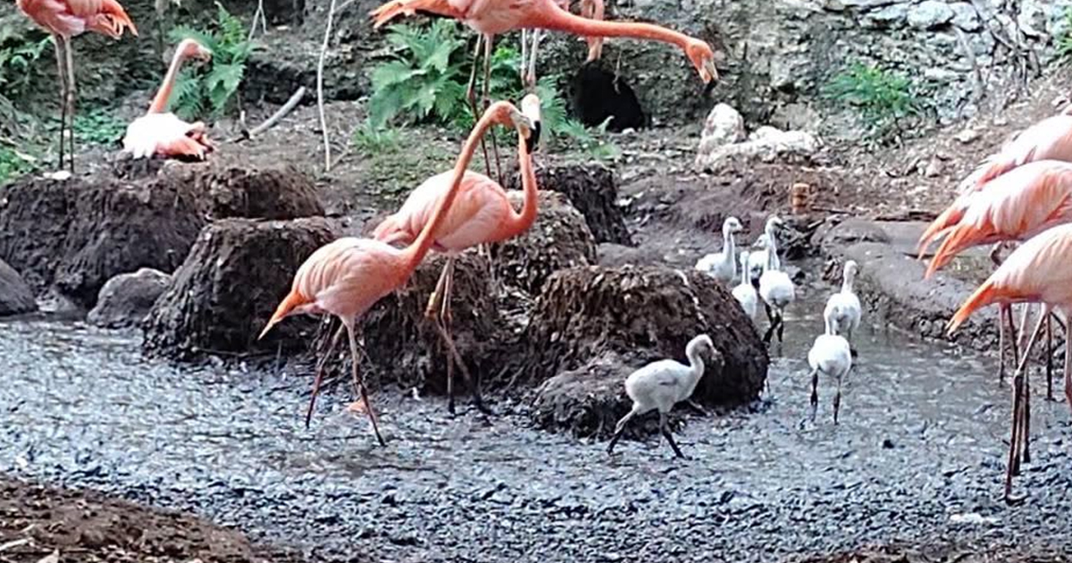 Flamencos WP