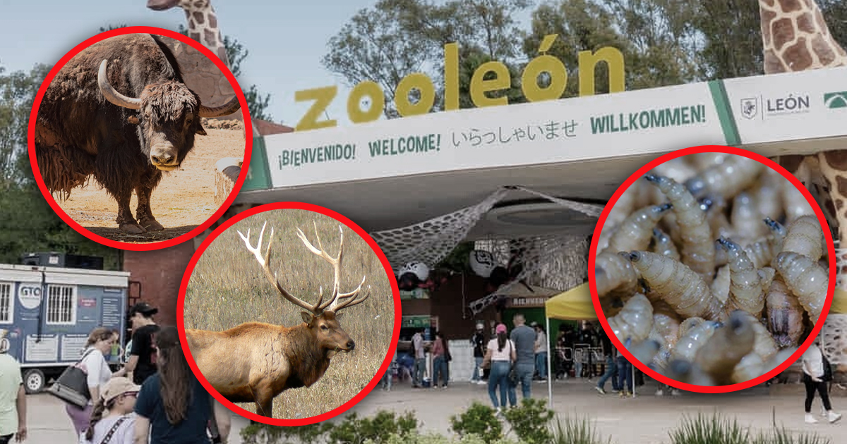 Zoo leon